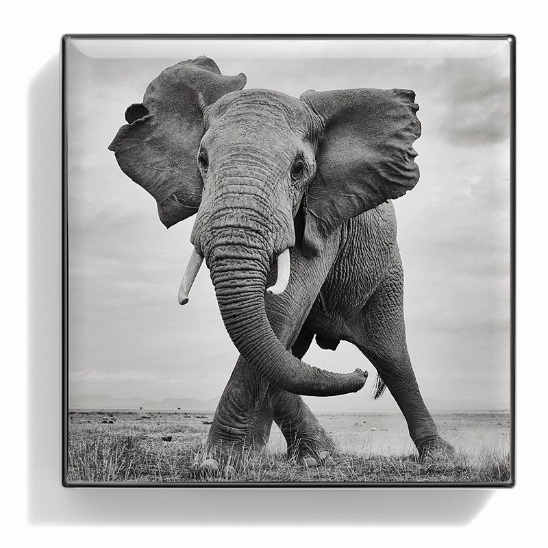 Luminescent Eye Shade - Elephant